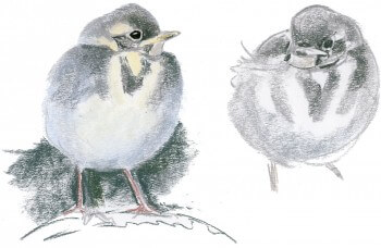 « Jeune bergeronnette grise, immobile à l'abri d'un bord de toit. Son air fragile disparait d'un coup quand elle va quémander sa nourriture auprès de l'adulte juste apparu. » / © Jean Chevallier