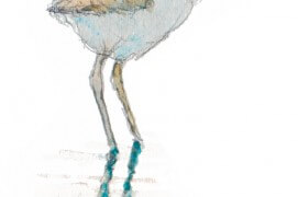 Jeune limicole / © Denis Clavreul