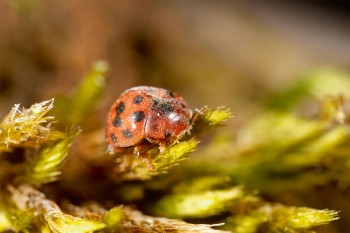 La coccinelle herbivore à 24 points profite des pelouses calaminaires. La coccinelle herbivore à 24 points