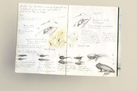 La différence entre grenouille rousse (à gauche) et grenouille agile (à droite) est synthétisée sur cette page de carnet naturaliste / © Philippe Roux-Fouillet