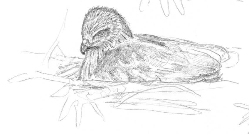 La femelle milan noir couve, immobile toute la journée. Dessin nature de milan noir sur son nid