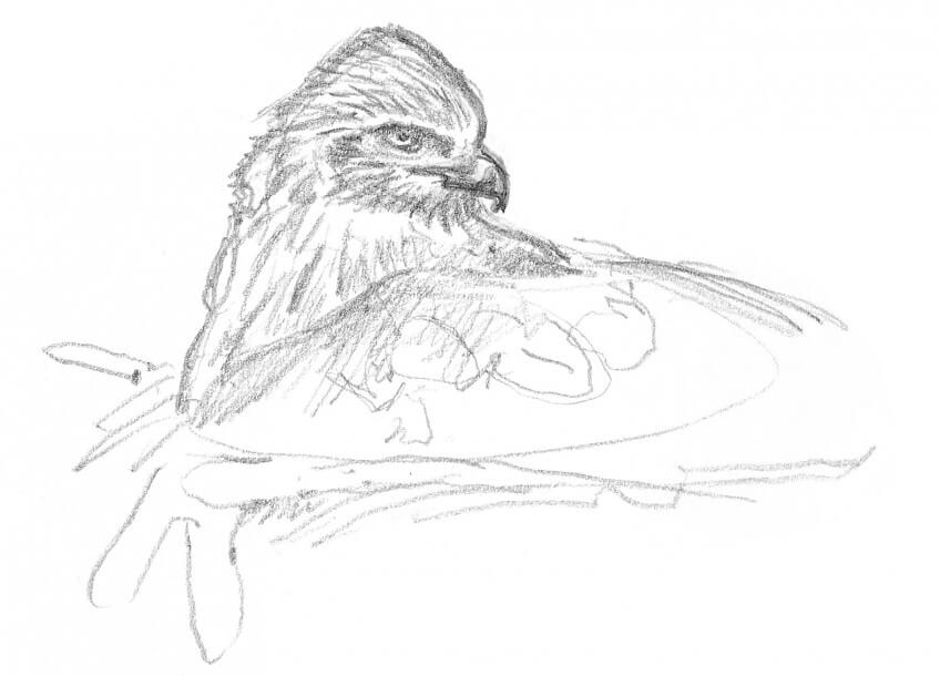 Dessin nature de milan noir sur son nid