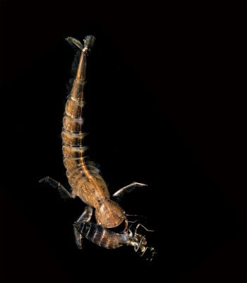 La larve d'un coléoptère aquatique appelé dytique vient de capturer une arve d'anisoptère. Larve de dytique