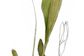 La lavande de mer, aussi appelée saladelle, est une vivace de 60 cm environ que l'on retrouve dans les prés salés. Contrairement à sa cousine provençale, elle n'a pas de parfum marqué. / © Denis Clavreul