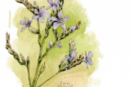 La lavande de mer, aussi appelée saladelle, est une vivace de 60 cm environ que l'on retrouve dans les prés salés. Contrairement à sa cousine provençale, elle n'a pas de parfum marqué. / © Denis Clavreul