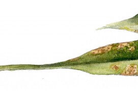 La lavande de mer, aussi appelée saladelle, est une vivace de 60 cm environ que l'on retrouve dans les prés salés. Contrairement à sa cousine provençale, elle n'a pas de parfum marqué. / © Denis Clavreul