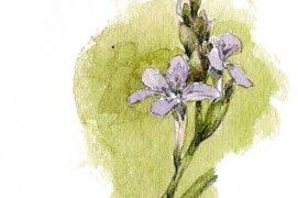 La lavande de mer, aussi appelée saladelle, est une vivace de 60 cm environ que l'on retrouve dans les prés salés. Contrairement à sa cousine provençale, elle n'a pas de parfum marqué. / © Denis Clavreul