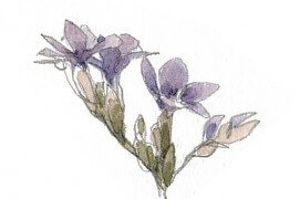 La lavande de mer, aussi appelée saladelle, est une vivace de 60 cm environ que l'on retrouve dans les prés salés. Contrairement à sa cousine provençale, elle n'a pas de parfum marqué. / © Denis Clavreul