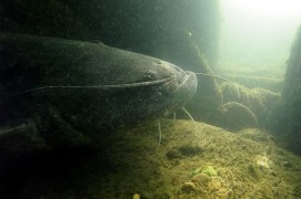 La mâchoire avancée du silure lui donne un air de dur à cuir. / © Rémi Masson