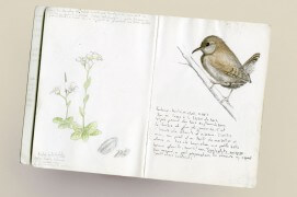 La page du carnet s'ouvre ici sur l'arabette naine et le troglodyte mignon / © Philippe Roux-Fouillet
