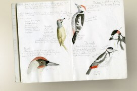 La page gauche de ce carnet naturaliste illustre le pic cendré (en-haut) et le pic vert (en-bas). Sur la page de droite sont dessinés le pic mar (en-haut) et pic épeiche (en-bas) / © Philippe Roux-Fouillet