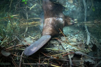 La queue plate du castor ne lui sert pas qu'à nager.