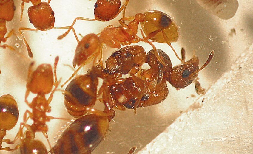 La reine Myrmoxenus ravouxi étrangle sa victime, la reine Temnothorax unifasciatus. La reine Myrmoxenus ravouxi étrangle sa victime, la reine Temnothorax unifasciatus.