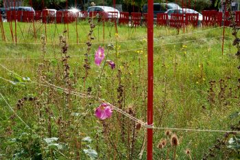 La Réserve de Gerland, un jardin-friche dans la ville de Lyon