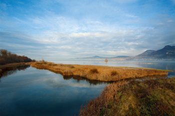 La réserve naturelle des Grangettes est un havre de paix pour les nombreux oiseaux qui s'y reposent durant la migration ou qui y nichent. La réserve naturelle des Grangettes est un havre de paix pour les nombreux oiseaux qui s'y reposent durant la migration ou qui y nichent.