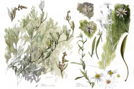 La végétation des salines vue par Densi Clavreul (planche complète) / © Denis Clavreul