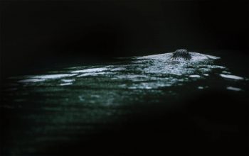 La vie du castor est rythmée par les saisons. La vie du castor est rythmée par les saisons.