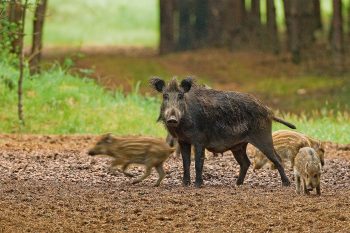 Laie accompagnée de ses marcassins âgés de quelques semaines.