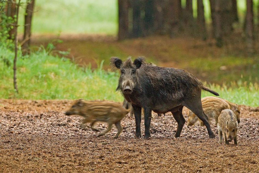 Laie accompagnée de ses marcassins