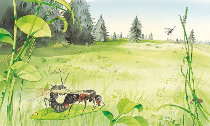 Dessin nature sur la reproduction des fourmis