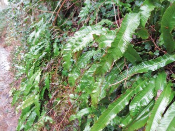 Langues de cerf / © Fleur Daugey