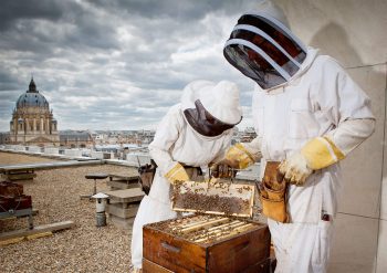 L'apiculture urbaine a le vent en poupe.