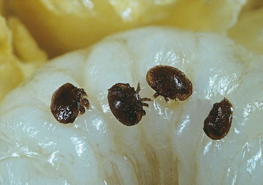 Larve d'abeille parasitée par des varroa