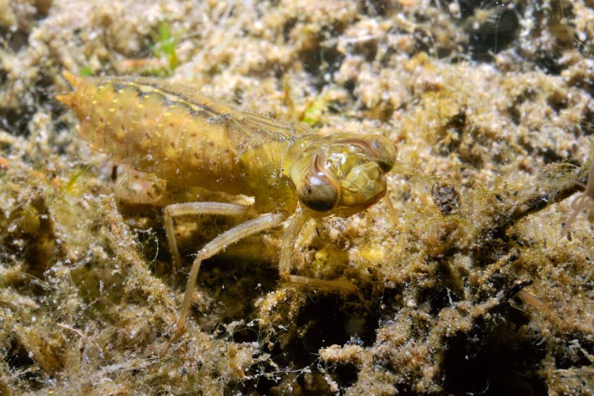 Larve d'aeschiné, une libellule vraie. Larve d'aeschiné, une libellule vraie.