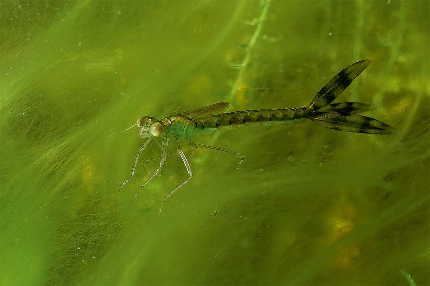 Larve de lestidé, une demoiselle.