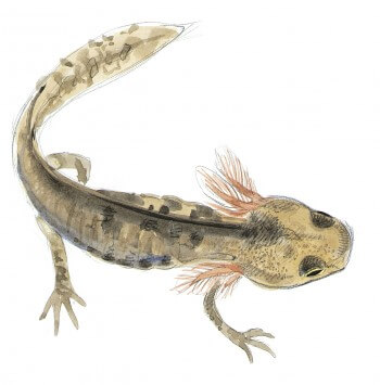 « Larve de salamandre captive le temps de quelqeus croquis dans le verre d'aquarelle. » Dessin de larve de salamandre