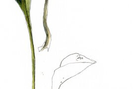 L'aster maritime est communément appelée oreille de cochon en raison de la forme de ses feuilles. / © Denis Clavreul