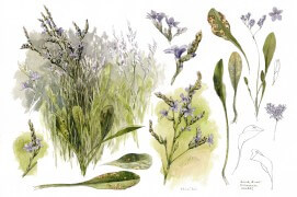 Lavande de mer (planche complète de Denis Clavreul) / © Denis Clavreul