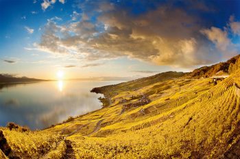 Lavaux éclate de toute sa splendeur dorée en automne.