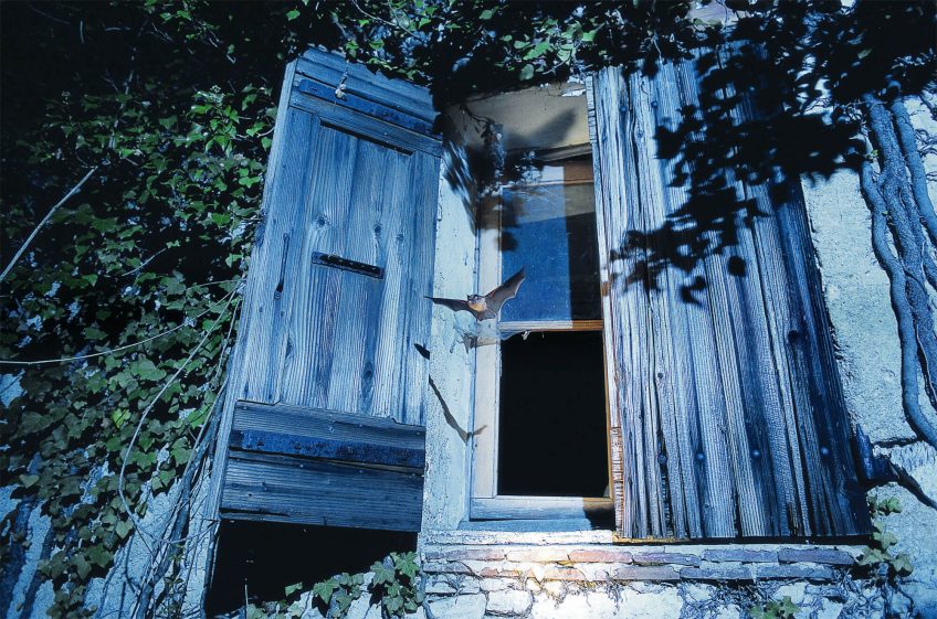 Cohabiter avec les chauves-souris, c'est possible!