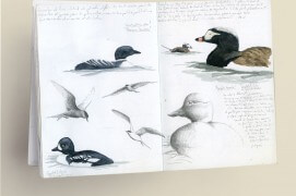 Le carnet de dessins naturalistes s'ouvre ici sur des oiseaux aquatiques: plongeon imbrin, sterne en vol, garrot d'Islande, harelde boréale (de gauche à droite et de haut en bas) / © Philippe Roux-Fouillet
