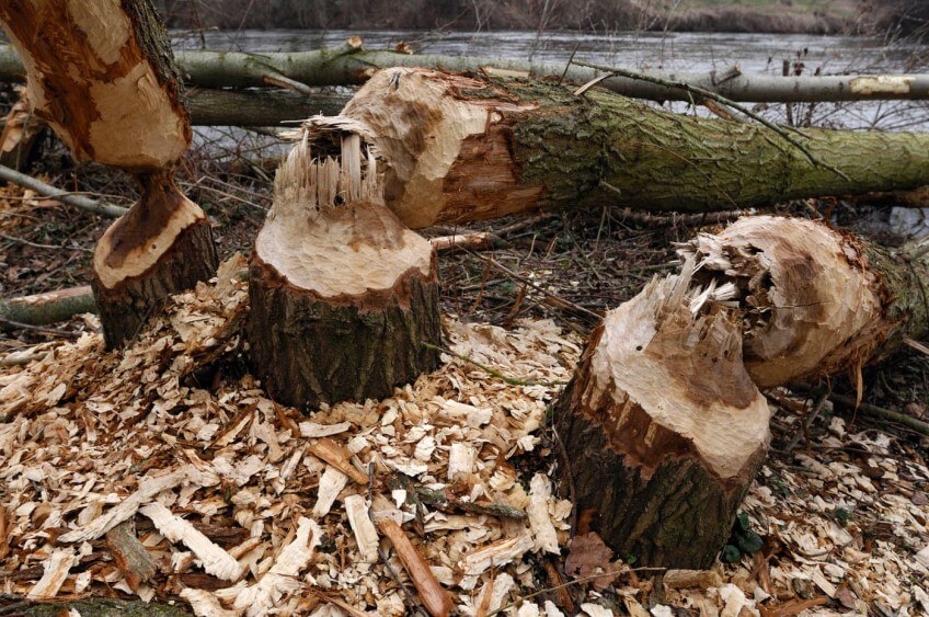 Le castor au travail laisse souvent derrière lui un véritable chantier jonché de centaines de copeaux.
