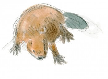 Le castor cherche un bourgeon ou de l'écorce à se mettre sous la dent / © Jacques Rime