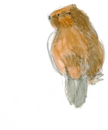 Le castor cherche un bourgeon ou de l'écorce à se mettre sous la dent / © Jacques Rime