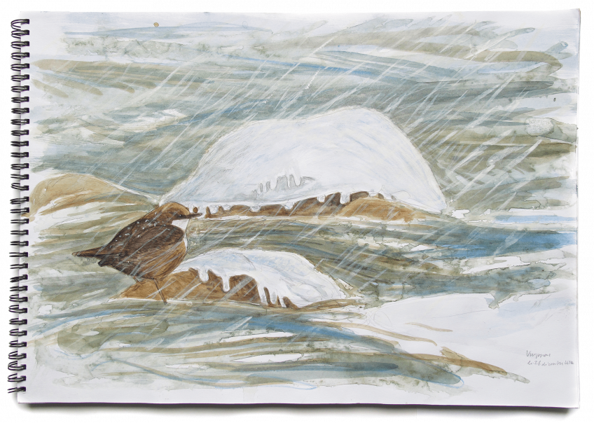 Le cincle plongeur n'a pas froid sous la neige.