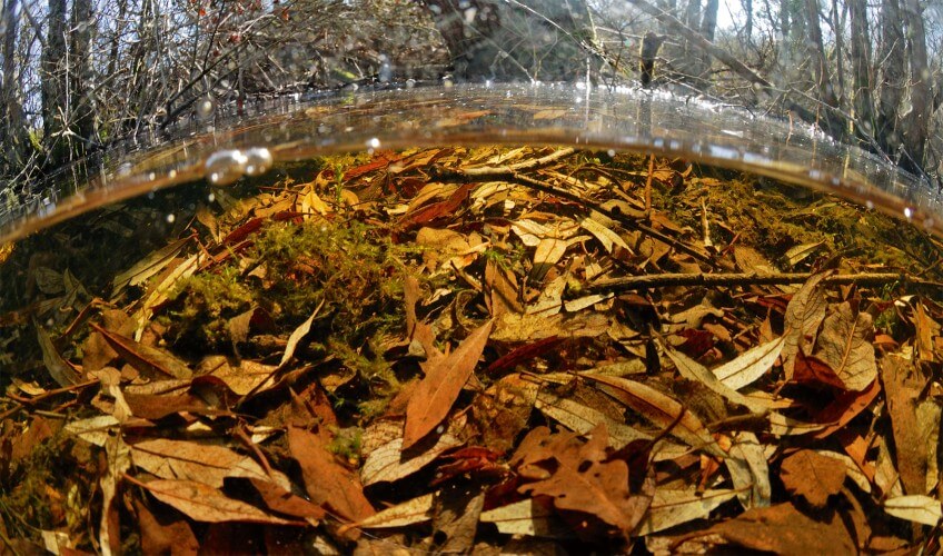 Le fond de cet étang abrite certainement des centaines d'œufs de libellules. Fond d'un étang