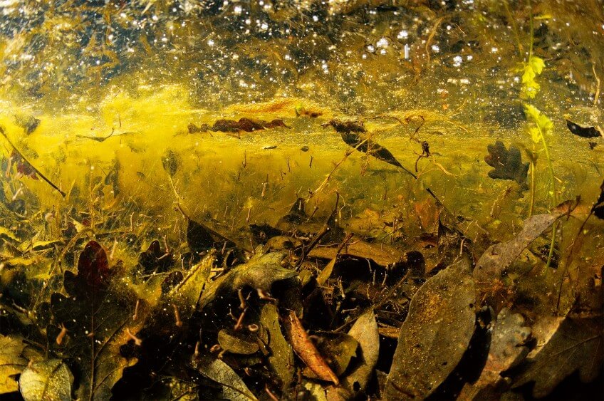 Le fond de cet étang abrite certainement des centaines d'œufs de libellules. Fond d'un étang