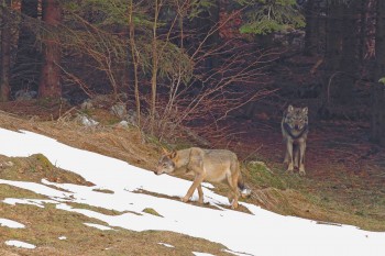 Le loup est le principal prédateur du sanglier. Le loup est le principal prédateur du sanglier.