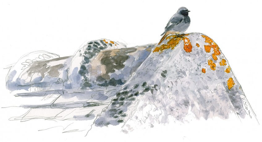 « Le mâle du rougequeue sera le premier à revenir au printemps prochain occuper son pignon favori. » Mâle de rougequeue noir