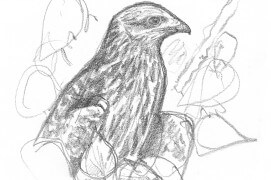 Le milan noir est sans doute le rapace le plus abondant sur terre. / © Pierre Baumgart