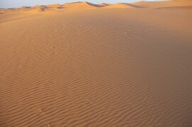 Le milan noir survole les dunes de sable fin africaines pour rejoindre l'Europe après la période d'hivernage. / © Jérôme Gremaud