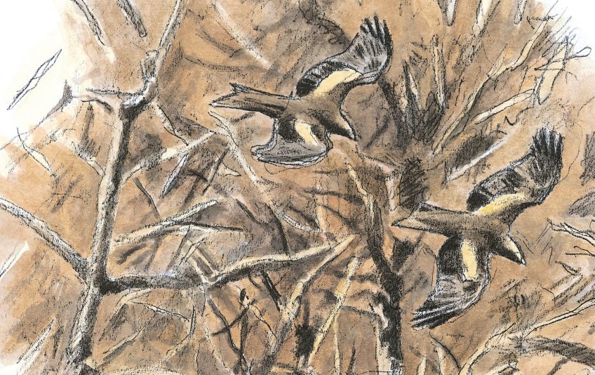 Dessin de milans noirs en vol