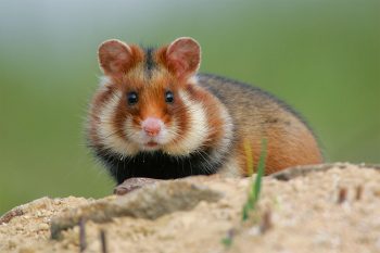Le plan de sauvetage ambitieux mis en place pour le grand hamster en Alsace va-t-il porter ses fruits ?