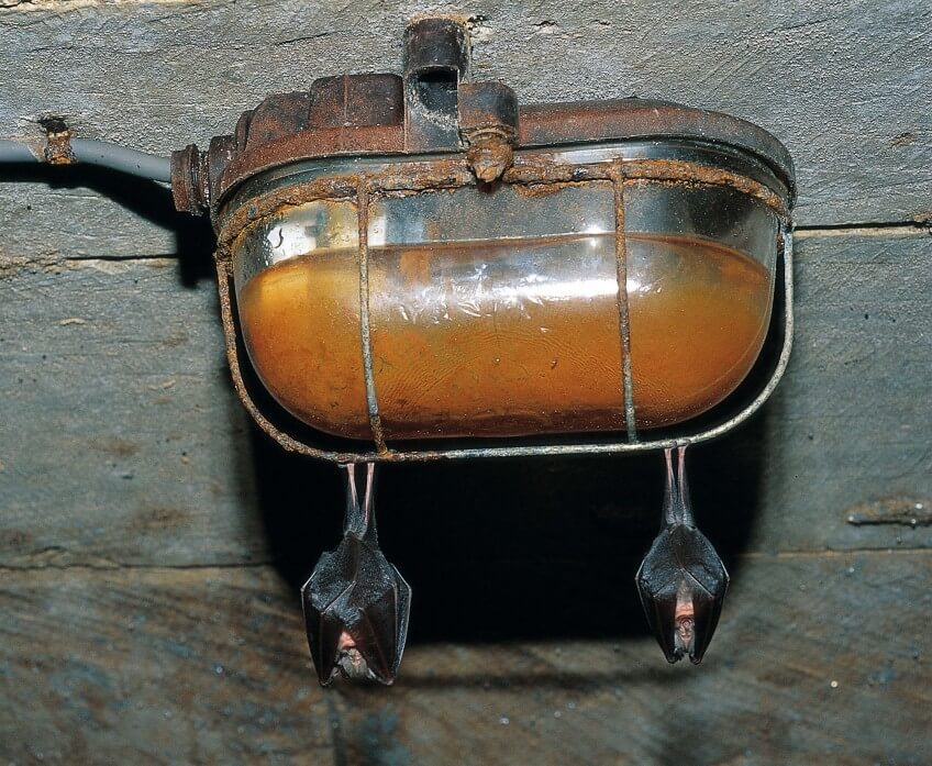 « Le système social sans hiérarchie de ces animaux, leur «technologie» où tout est hyper bien calculé m'impressionnent beaucoup. Et puis, il y a leurs têtes. Elles sortent vraiment de l’ordinaire!» 
Tanguy Stoecklé, 
Vachères (Alpes-de- Haute-Provence), 
26 juillet 2012