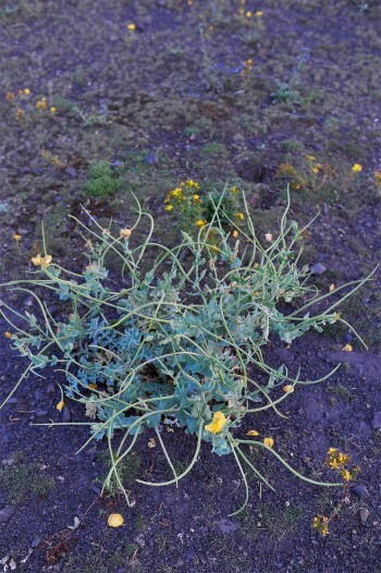 Les brassicacées sont des habitantes régulières des friches. Les brassicacées sont des habitantes régulières des friches.