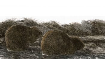 Les castors sont surtout actifs la nuit tombée. Les castors sont surtout actifs la nuit tombée.